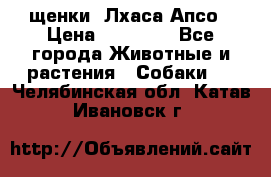 щенки  Лхаса Апсо › Цена ­ 20 000 - Все города Животные и растения » Собаки   . Челябинская обл.,Катав-Ивановск г.